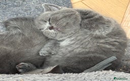 Brazilian Shorthair cats for sale: British Shorthair Kittens - Image 10