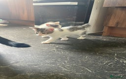 Domestic Shorthair cats for sale: 4 beautiful mixed kittens - Image 17