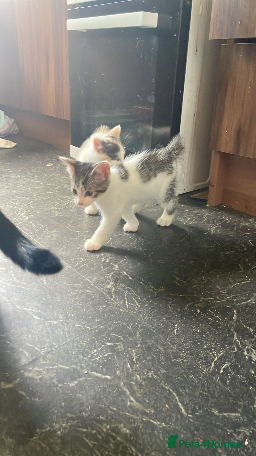Domestic Shorthair cats for sale: 4 beautiful mixed kittens - Image 17