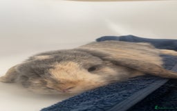 Mini Lop rabbits for sale: adorable bunny rehoming 🤞🏼 - Image 3