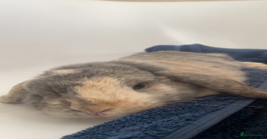Mini Lop rabbits - Advert 6