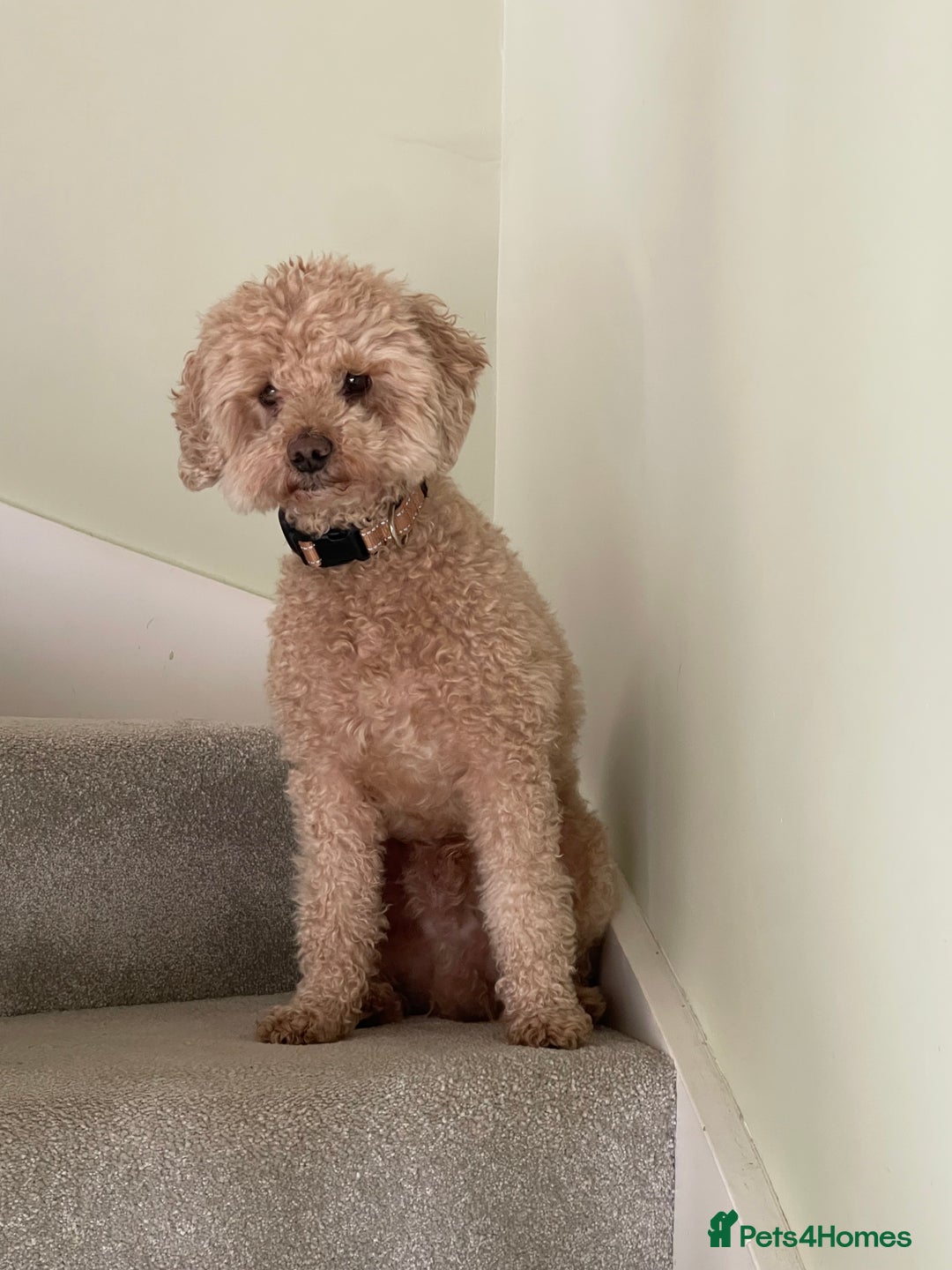 Poochon dogs for sale: Miniature Poochon puppies ready mid February - Advert 16