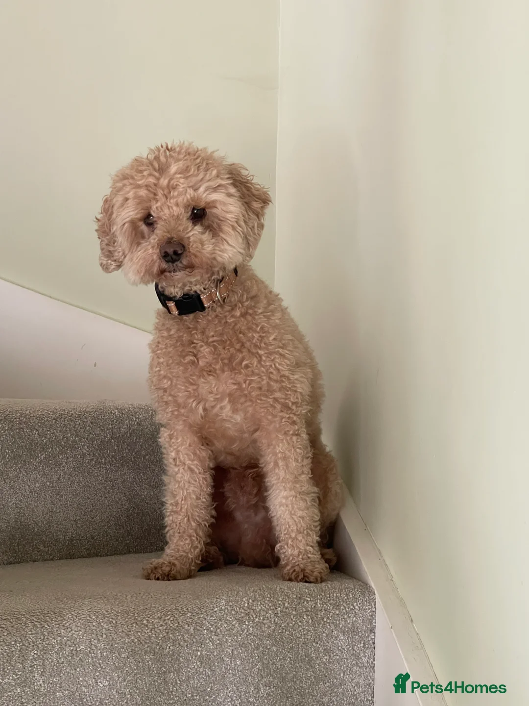 Poochon dogs for sale: 🐾Miniature Poochon puppies sold 8/2/26 - Advert 6