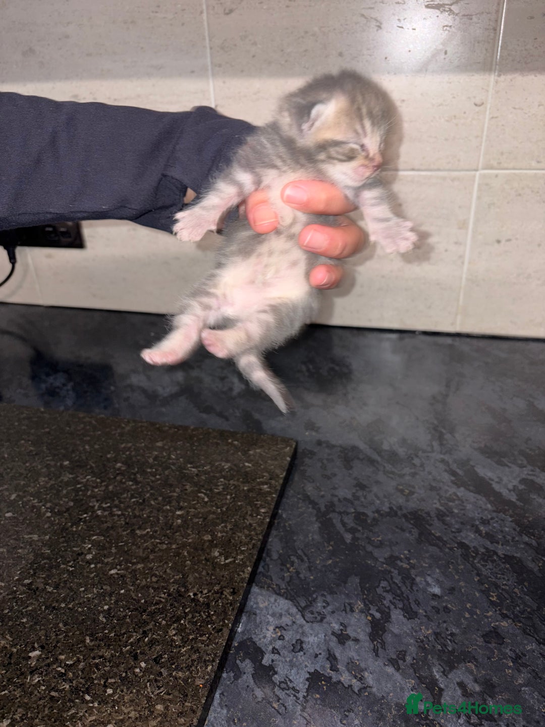 Bengal cats for sale: Bengal mixed Tabby - Advert 20