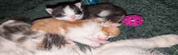 Maine Coon cats for sale: 3 Beautiful Maine coon kittens for sale  😍 - Advert 9