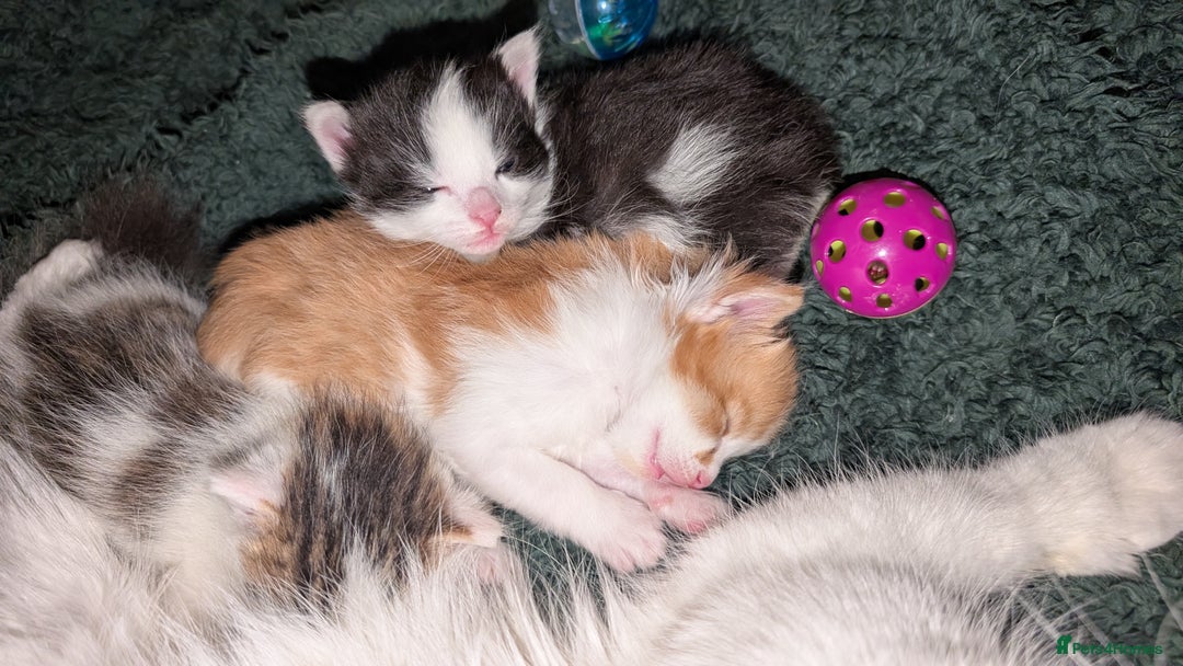 Maine Coon cats for sale: 3 Beautiful Maine coon kittens for sale  😍 - Advert 9