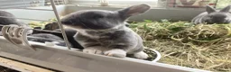Rex rabbits for sale: Mini Rex in Liverpool - Advert 7