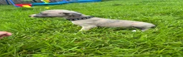 Whippet dogs for sale: Stunning KC registered whippet puppies - Advert 2