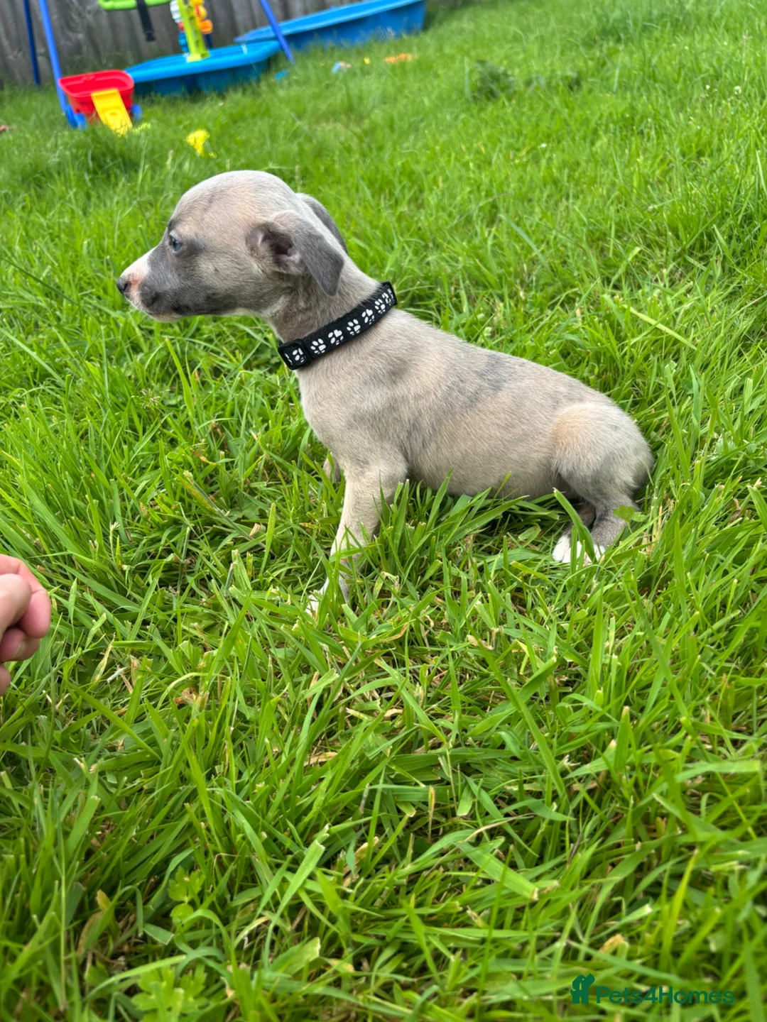 Whippet dogs for sale: Stunning KC registered whippet puppies - Advert 2