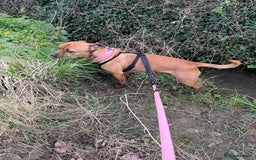 Mixed Breed dogs for sale: Caring & expierencied home wanted ❤️🏡 - Image 2