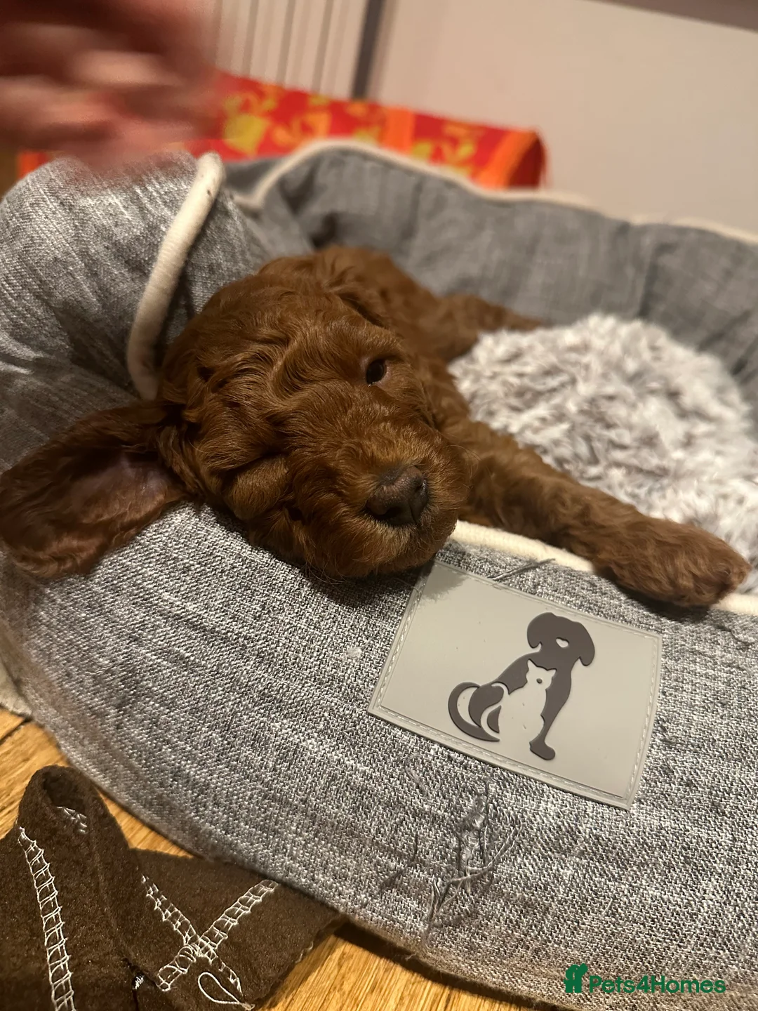 Miniature Poodle dogs for stud: Deep red KC reg miniature poodle stud in Tonbridge - Advert 5