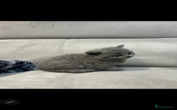 British Shorthair cats for sale: Beautiful chunky british shorthair kittens - Image 5