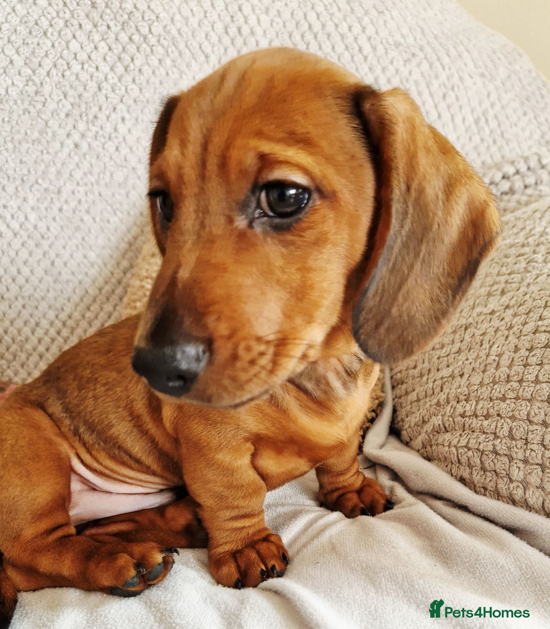 Miniature Dachshund dogs Beautiful miniature dachshund puppies - Advert 1