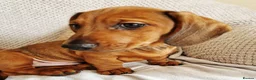 Miniature Dachshund dogs for sale: Beautiful miniature dachshund puppies - Advert 1