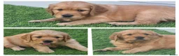Golden Retriever dogs for sale: Lovely Golden Retriever Puppy's  - Advert 8
