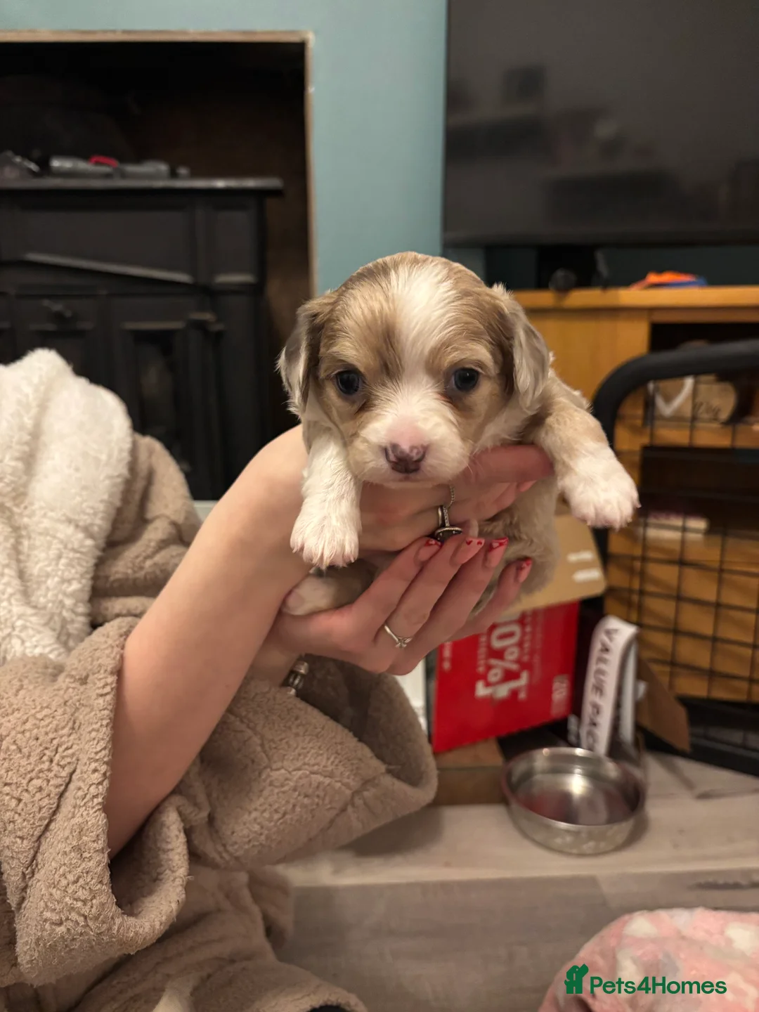 Chiweenie dogs for sale: Chiweenie for sale  - Advert 5