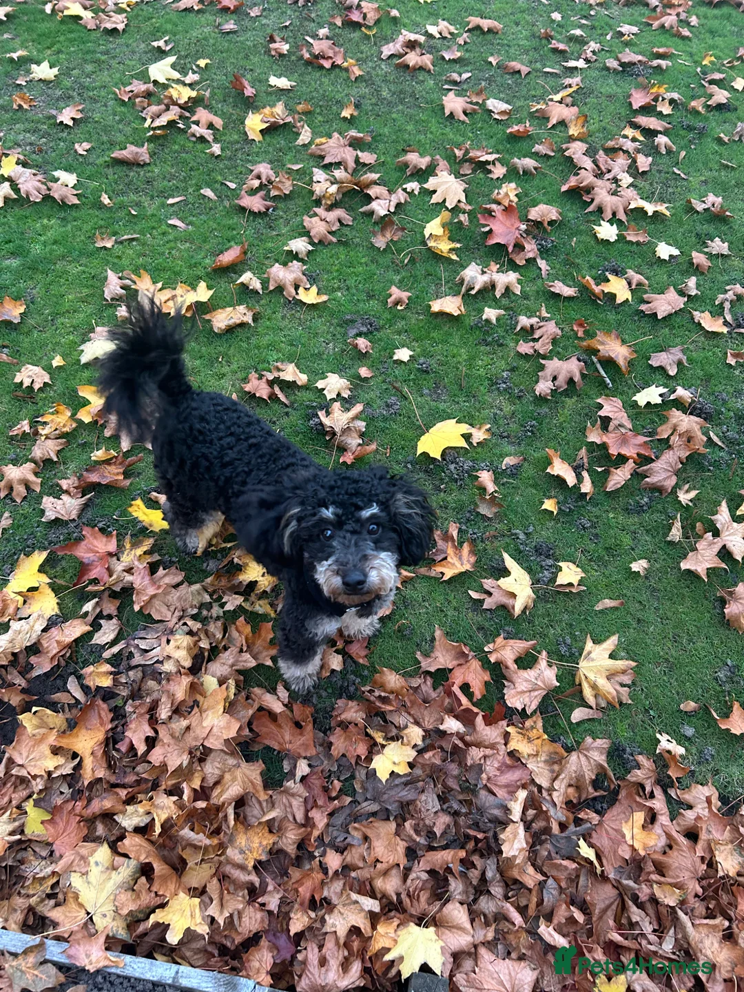 Toy Poodle dogs for sale: KC registered toy poodle MALE - Advert 6