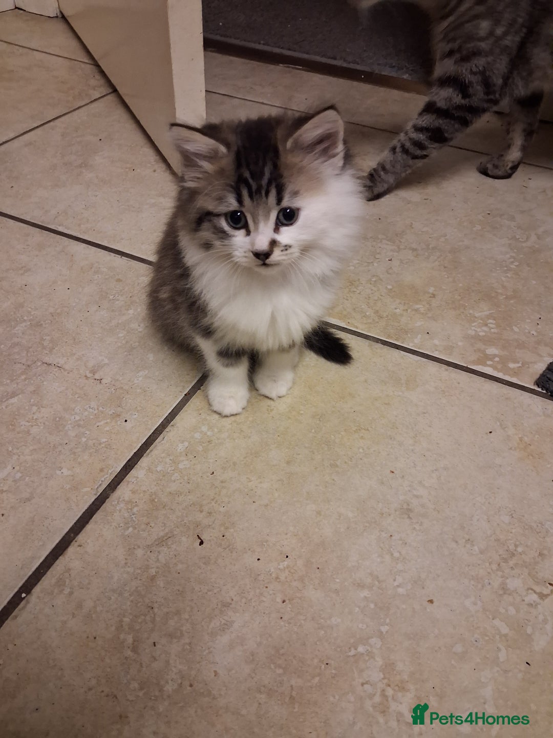 Mixed Breed cats for sale: Little kittens  - Advert 2