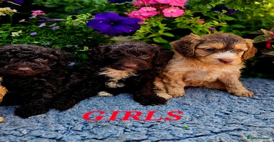 Cockapoo dogs - Advert 6
