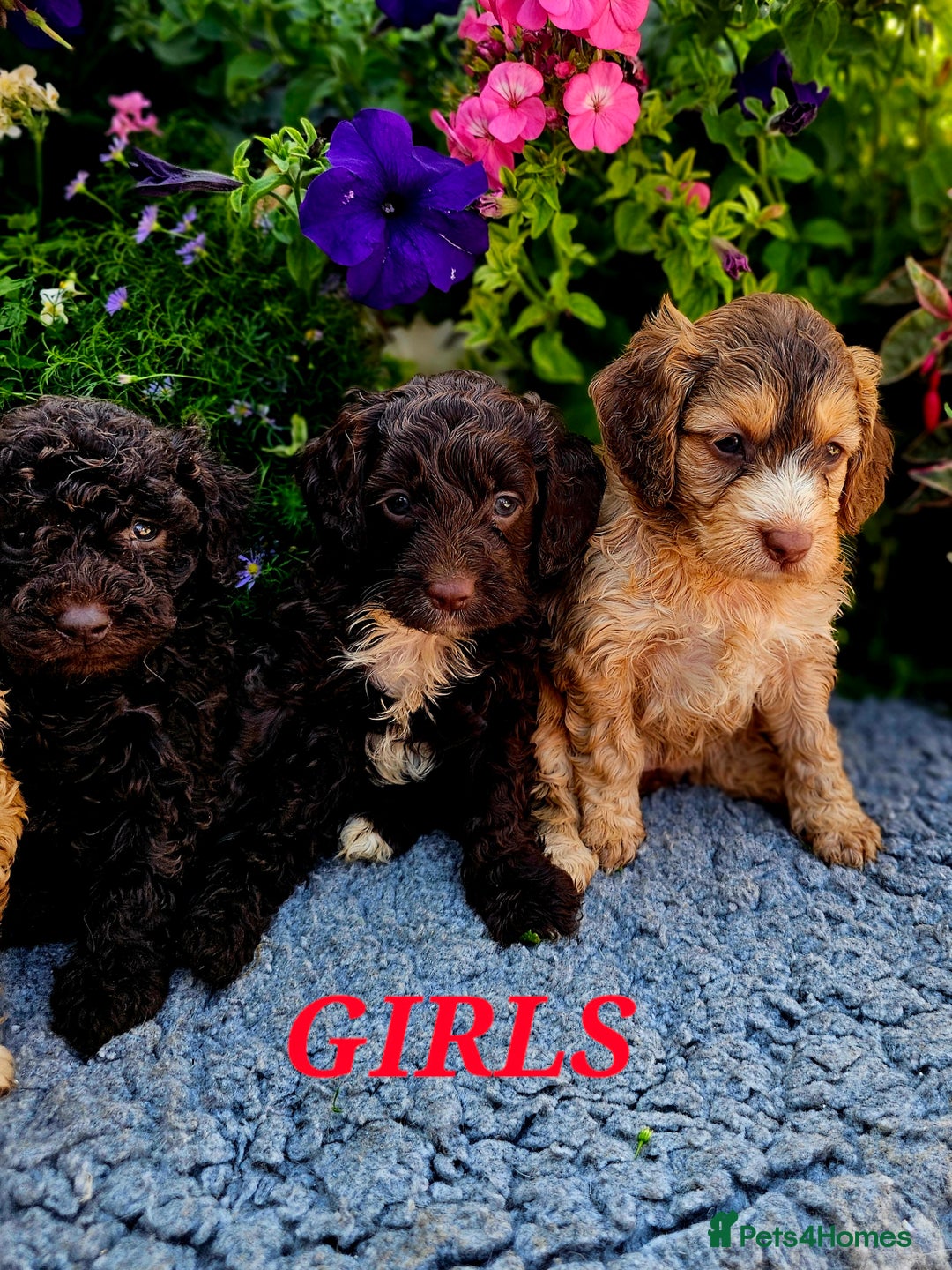 Cockapoo dogs for sale: Top quality F1 health tested cockapoos  - Image 3
