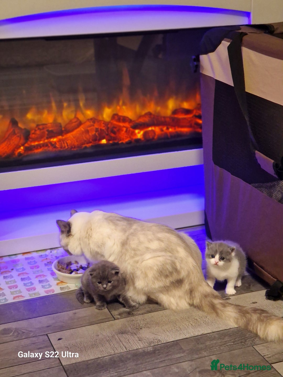 British Shorthair cats for sale: British short hair+Ragdoll  - Image 4