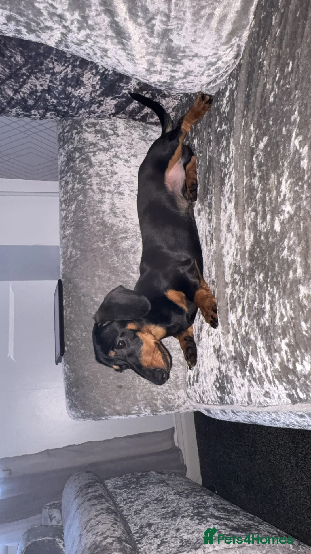 Dachshund dogs for sale: Dachshund  - Advert 4