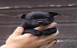 Staffordshire Bull Terrier dogs for sale: 9 Beautiful Black & Blue pups  - Image 1