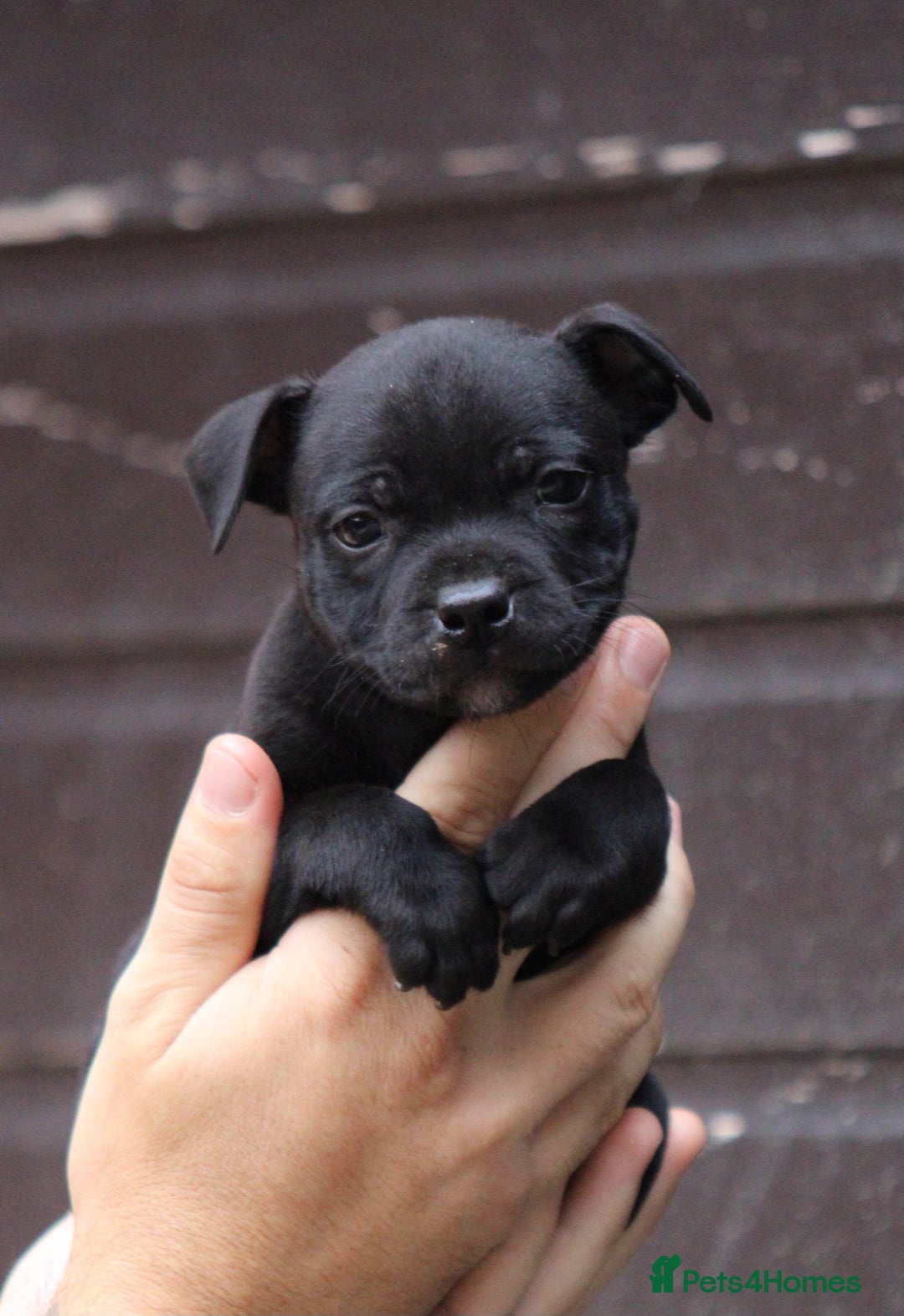 Staffordshire Bull Terrier dogs for sale: 9 Beautiful Black & Blue pups  - Image 1