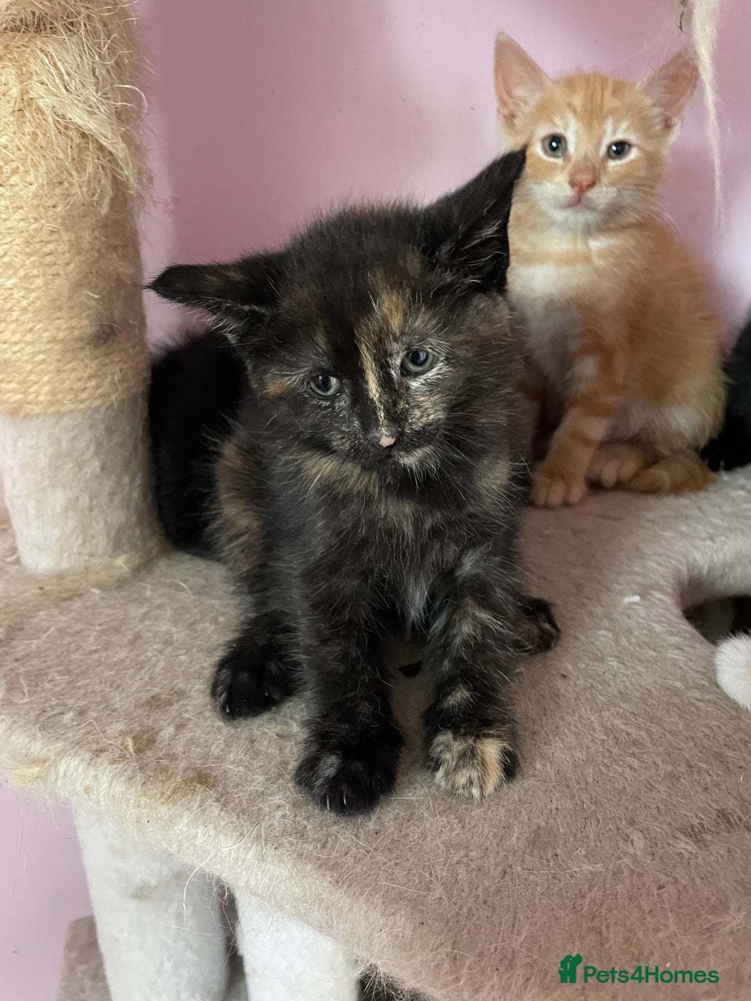 Mixed Breed cats for sale: Kittens for sale - Image 4