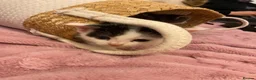 American Shorthair cats for sale: 2 girl kittens  - Advert 9