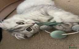 Scottish Fold cats for sale: Scottish fold - Image 10