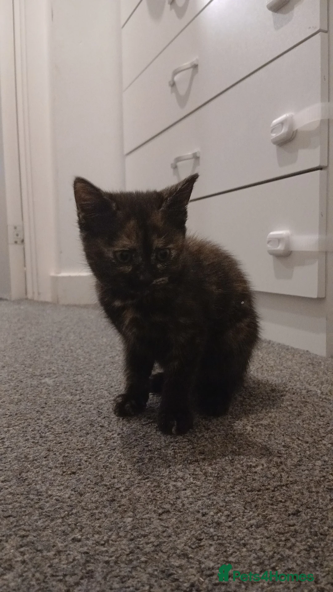 Mixed Breed cats for sale: Kittens for Sale - Advert 2