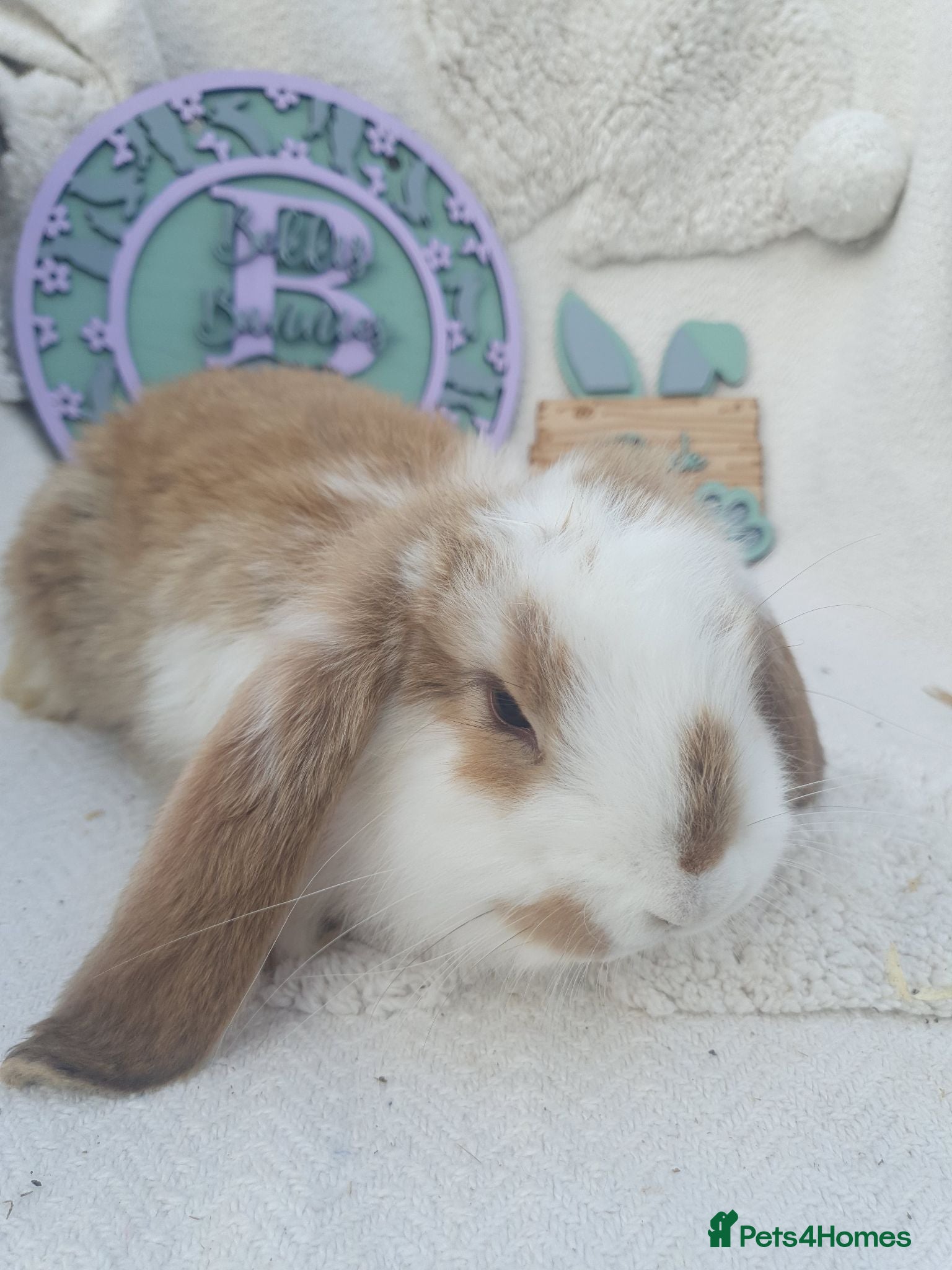 French Lop rabbits Giant French Lop Babies - Advert 1