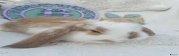 French Lop rabbits for sale: Giant French Lop Babies - Advert 1