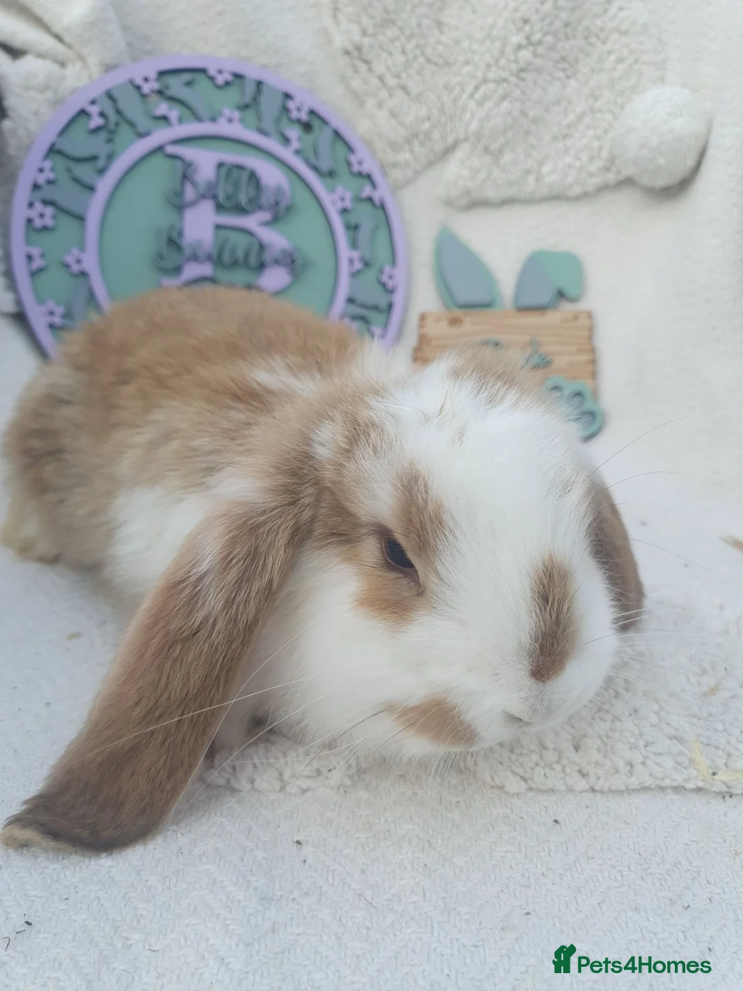 French Lop rabbits for sale: Giant French Lop Babies - Advert 1