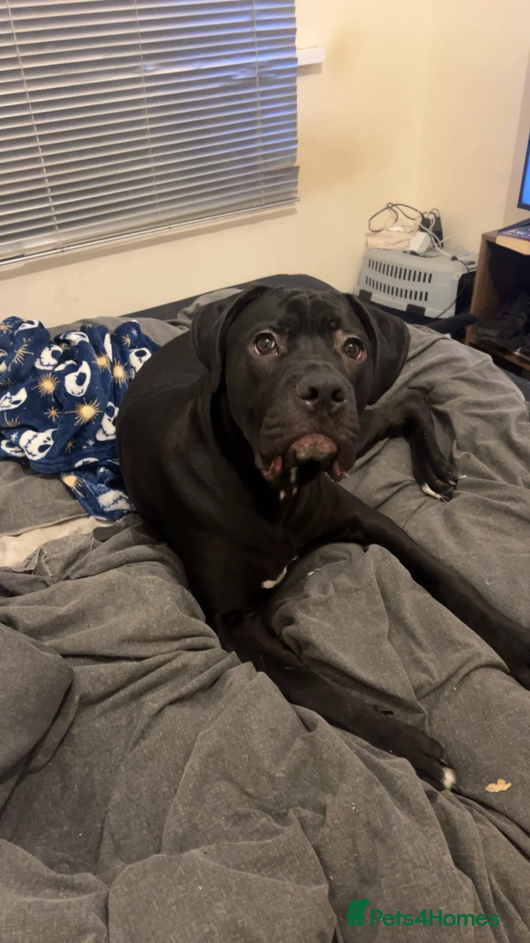 Mixed Breed dogs for sale: Diesel Mixed cane corso for sale – 10 months old in Hull - Advert 13