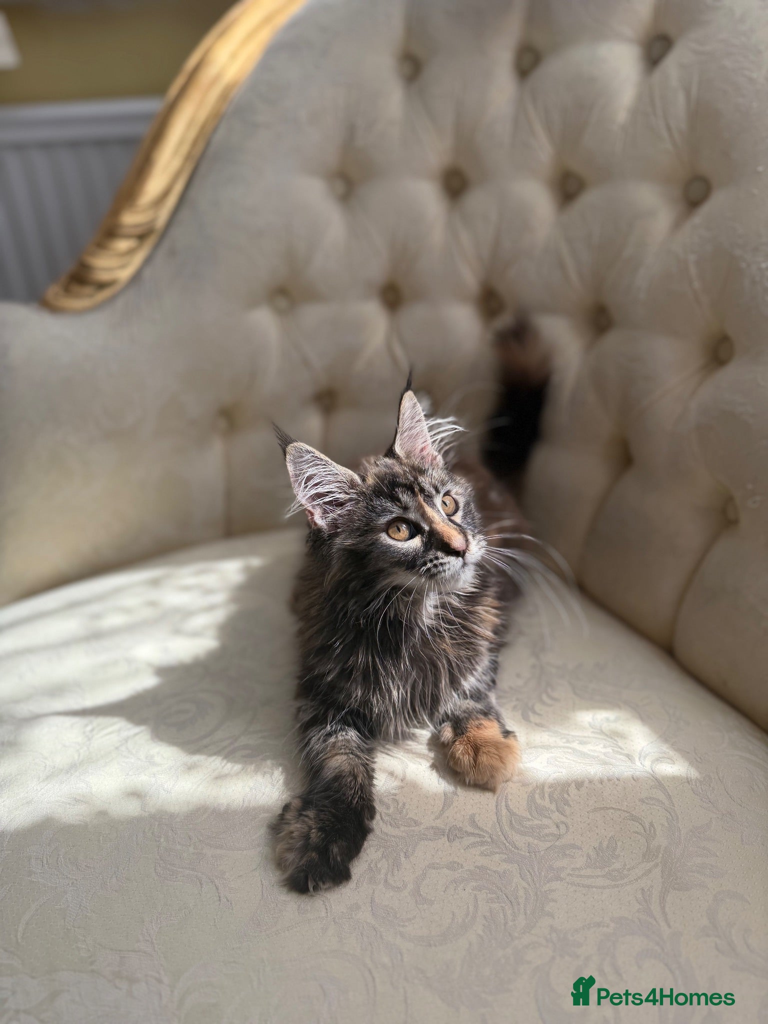 Maine Coon cats for sale: Mane coon kittens  - Advert 1