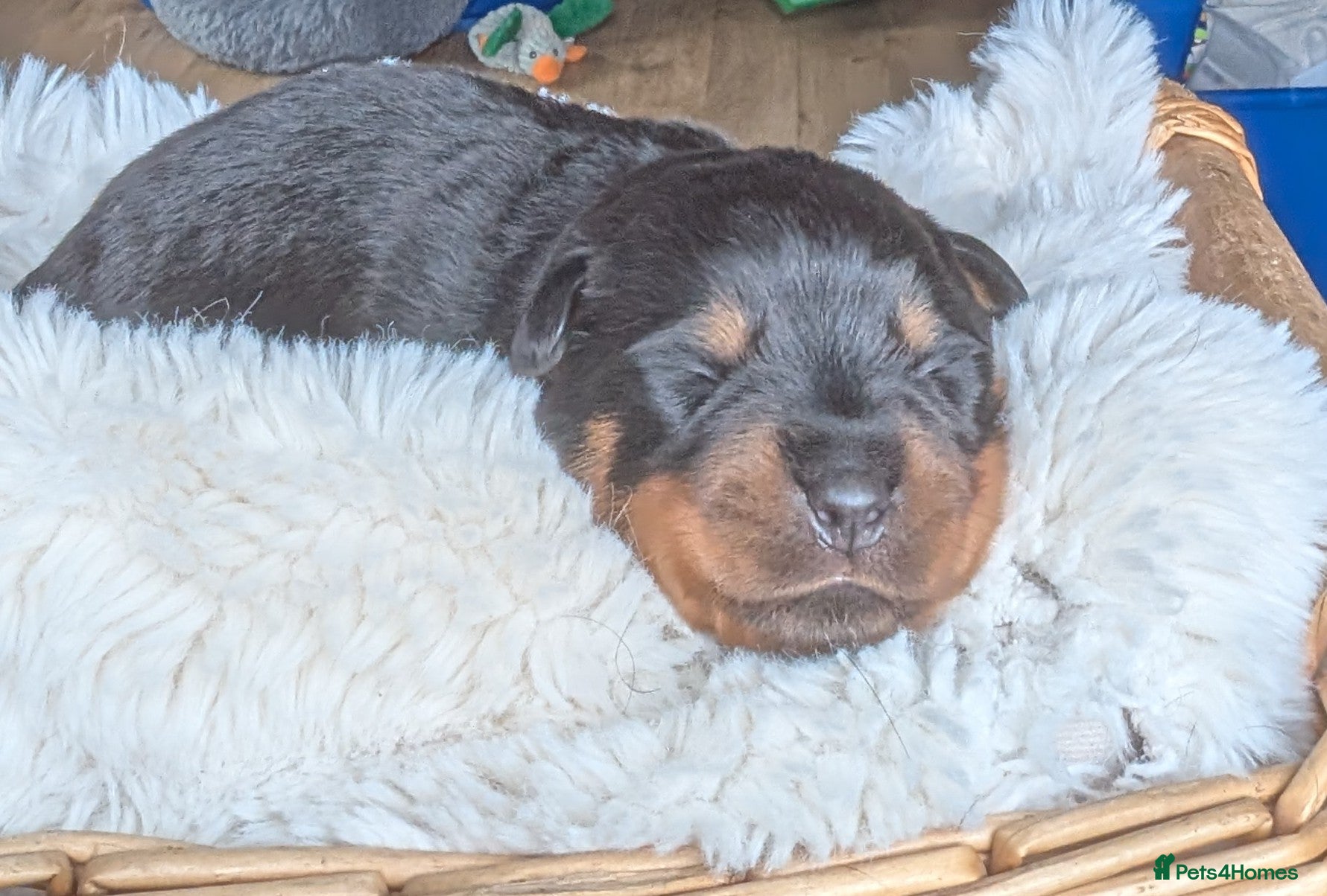 Rottweiler dogs KC Rottweiler puppies  - Advert 2