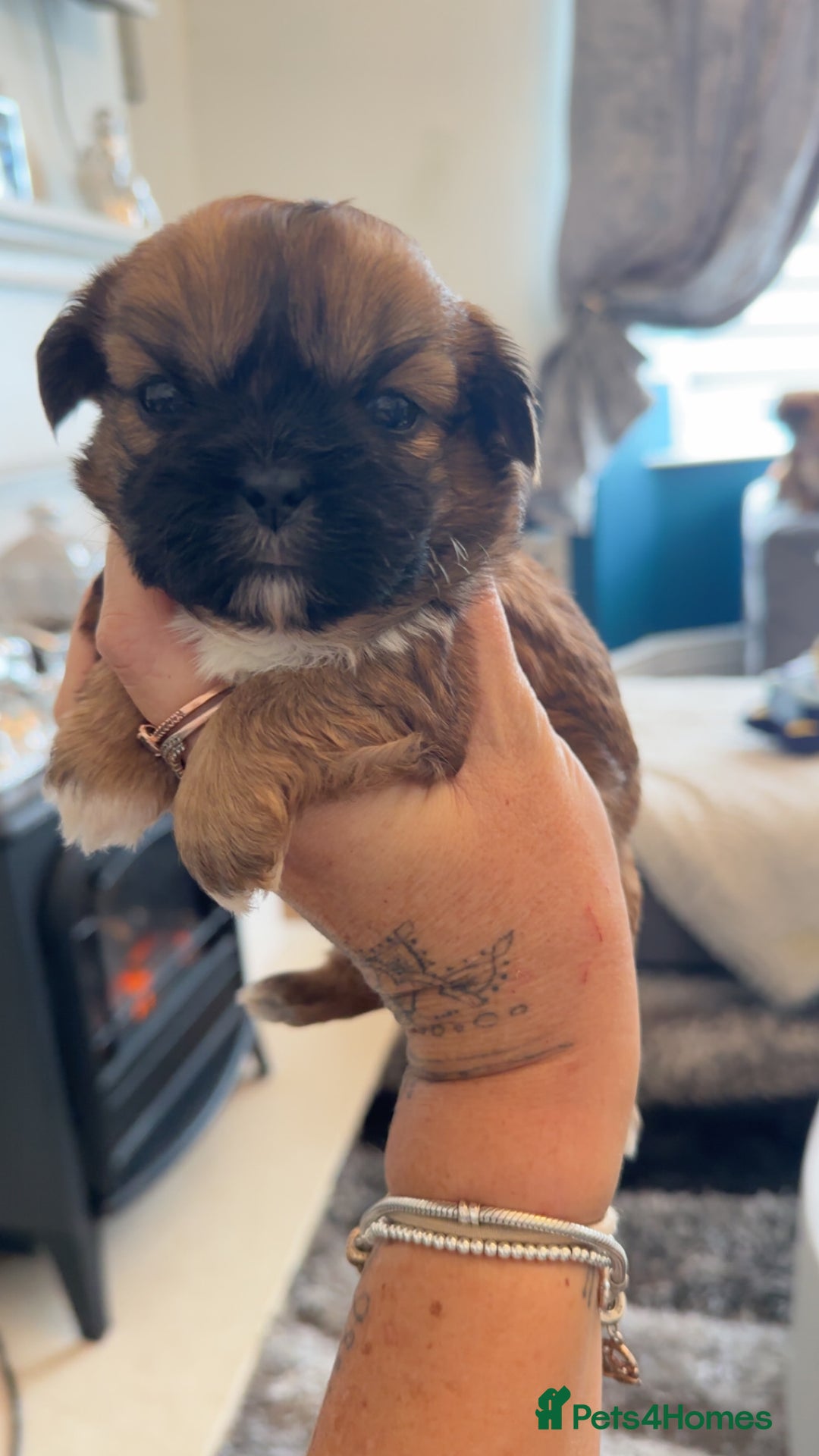 Shih Tzu dogs for sale: Stunning imperial shih tzu puppies  - Advert 30