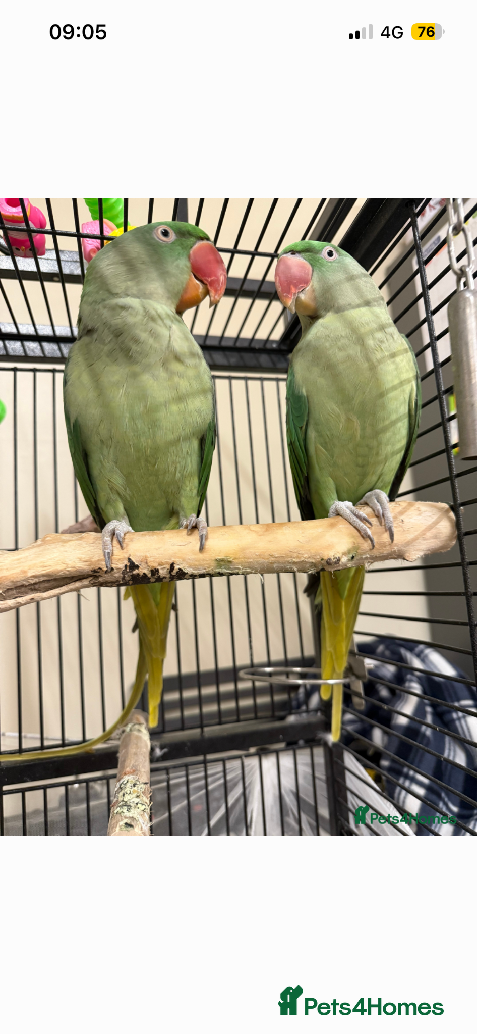 Parrots birds Pair alexandrine parrots  - Advert 1