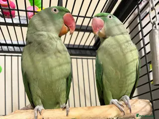 Parrots birds Pair alexandrine parrots - Advert 1