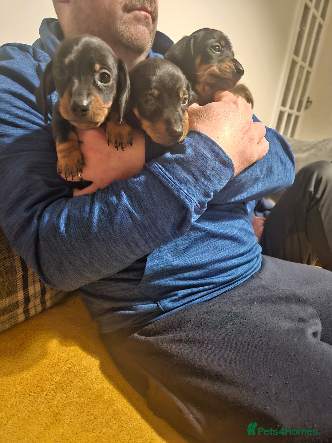 Miniature Dachshund dogs for sale: Miniature dachshund male puppies - Advert 28
