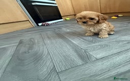 Cavapoo dogs for sale: 5 beautiful F1 cavapoo puppies - Image 3