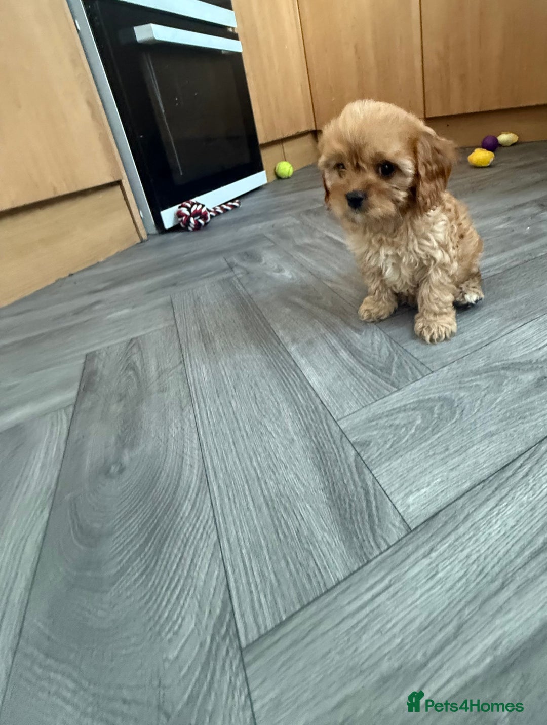 Cavapoo dogs for sale: 5 beautiful F1 cavapoo puppies - Image 3