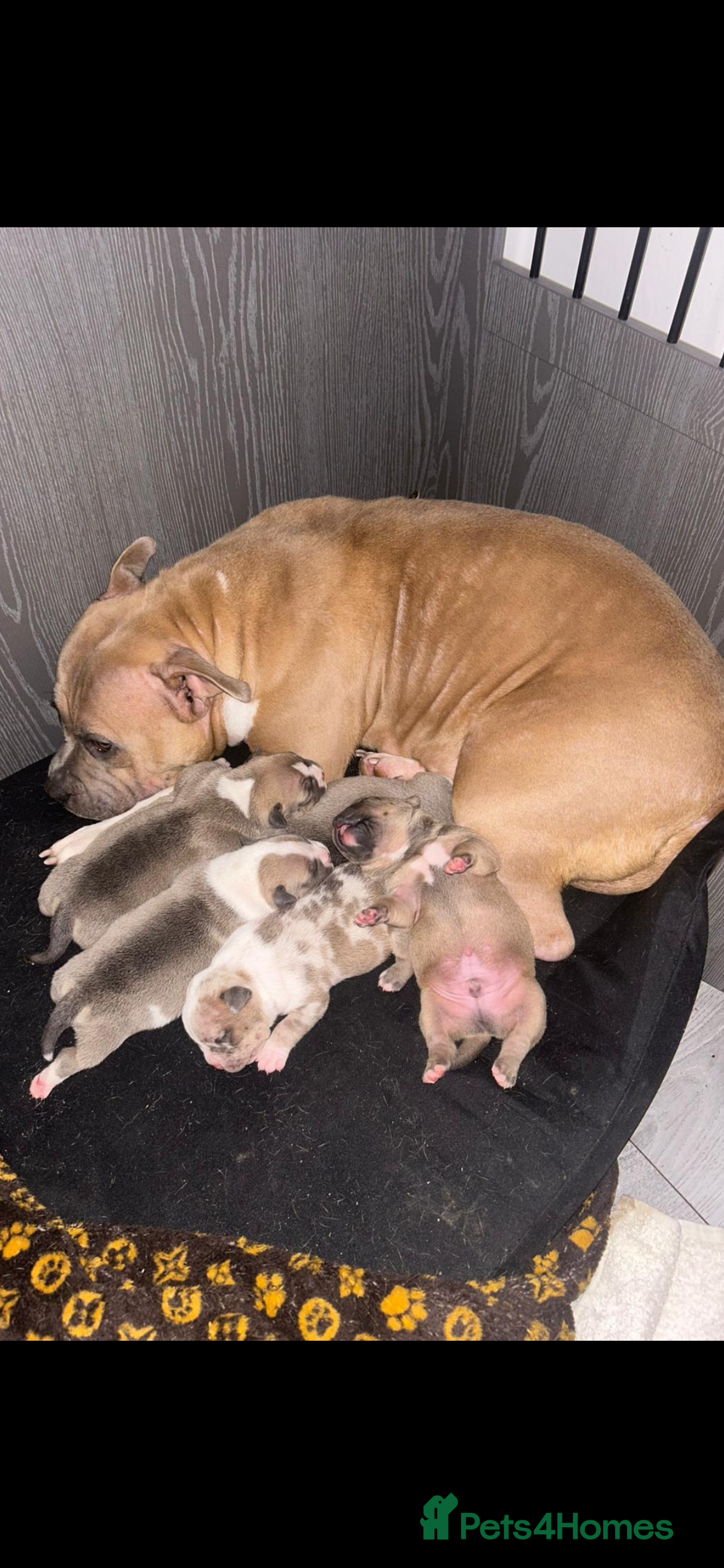 American Bully dogs American pocket bully’s  - Advert 1