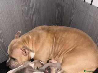 American Bully dogs American pocket bully’s - Advert 1