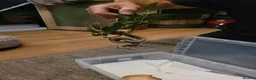 Boa Snake reptiles for sale: 2 baby boas - Advert 4