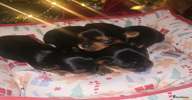 Yorkshire Terrier dogs Miniature yorkshire terrier puppy - Advert 11