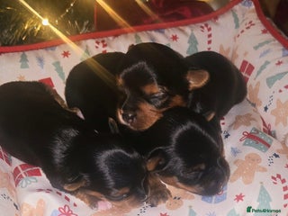 Yorkshire Terrier dogs Miniature yorkshire terrier puppy - Advert 9