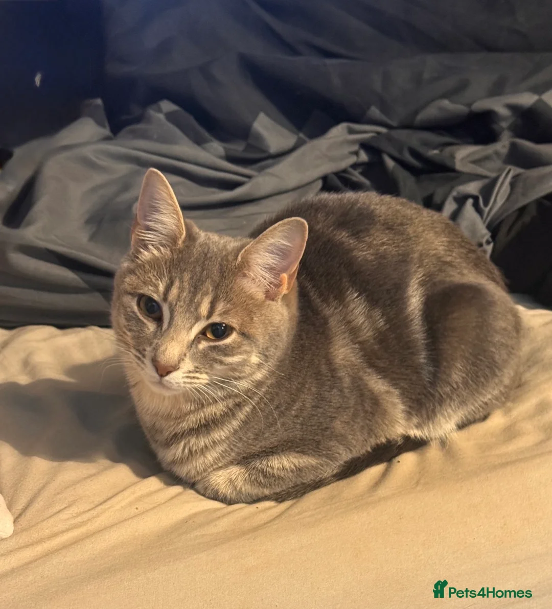 Mixed Breed cats for sale: Grey tabby kitten and ginger tabby kitten  - Advert 2